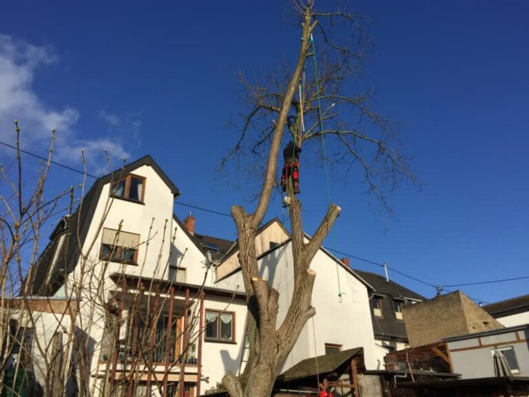 Gartenplanung & Gartenbau